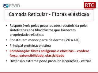 Camada Reticular - Fibras elásticas
• Responsáveis pelas propriedades retráteis da pele,
sintetizadas nos fibroblastos que fornecem
propriedades elásticas
• Constituem menor parte da derme (2% a 4%)
• Principal proteína: elastina
• Combinação: fibras colágenas e elásticas – confere
força, extensibilidade, elasticidade
• Distensão extrema pode produzir lacerações - estrias
 