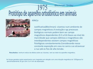 Blechman- Smiley
AlNiCo
Resultados: nenhum indicio de efeitos sobre as vísceras, nem ao redor do aparelho magnético.
5
As forças geradas neste experimento com magnetos em atração com uma indução magnética de 1200gauss foi
aproximadamente 30 grs com 3 a 4 mm de separação.
Justificativa(Blechman): vivemos num ambiente de
campos magnéticos.A evolução e os processos
biológicos normais podem bem ser campo
magnéticos dependentes (0.3 a 0.6 Gauss ao nível do
mar).Desde que campos elétricos e magnéticos são
interdependentes existem campos magnéticos
fisiológicos constantemente.Considerando nossa
constante exposição em casa no carro e ao atravessar
a rua sob os fios de alta tensão.
 