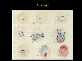 P. vivax 