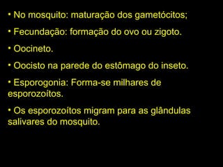 No mosquito: maturação dos gametócitos; Fecundação: formação do ovo ou zigoto. Oocineto. Oocisto na parede do estômago do inseto. Esporogonia: Forma-se milhares de esporozoítos. Os esporozoítos migram para as glândulas salivares do mosquito. 
