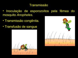 Transmissão Inoculação de esporozoítos pela fêmea do mosquito  Anopheles . Transmissão congênita. Transfusão de sangue 