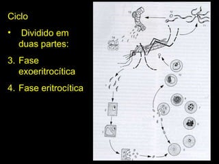 Ciclo Dividido em duas partes: Fase exoeritrocítica Fase eritrocítica 