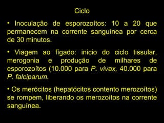 Ciclo Inoculação de esporozoítos: 10 a 20 que permanecem na corrente sanguínea por cerca de 30 minutos. Viagem ao fígado: inicio do ciclo tissular, merogonia e produção de milhares de esporozoítos (10.000 para  P. vivax,  40.000 para  P. falciparum. Os merócitos (hepatócitos contento merozoítos) se rompem, liberando os merozoítos na corrente sanguínea. 