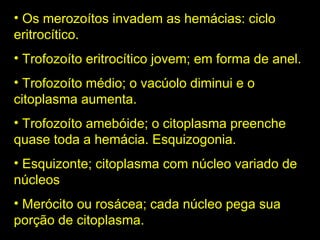 Os merozoítos invadem as hemácias: ciclo eritrocítico. Trofozoíto eritrocítico jovem; em forma de anel. Trofozoíto médio; o vacúolo diminui e o citoplasma aumenta. Trofozoíto amebóide; o citoplasma preenche quase toda a hemácia. Esquizogonia. Esquizonte; citoplasma com núcleo variado de núcleos Merócito ou rosácea; cada núcleo pega sua porção de citoplasma. 
