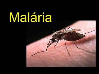 Malária 