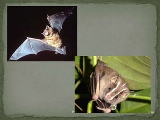 10Profª. Gracieli Henicka
 