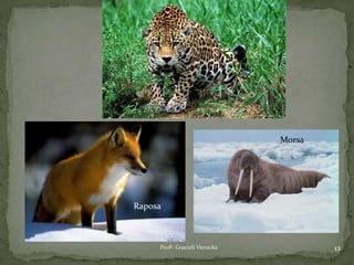 12Profª. Gracieli Henicka
Morsa
Raposa
 