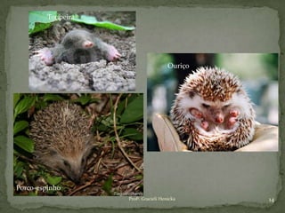 Profª. Gracieli Henicka 14
Toupeira
Ouriço
Porco-espinho
 