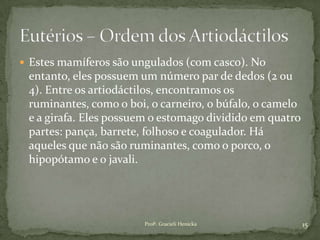  Estes mamíferos são ungulados (com casco). No
entanto, eles possuem um número par de dedos (2 ou
4). Entre os artiodáctilos, encontramos os
ruminantes, como o boi, o carneiro, o búfalo, o camelo
e a girafa. Eles possuem o estomago dividido em quatro
partes: pança, barrete, folhoso e coagulador. Há
aqueles que não são ruminantes, como o porco, o
hipopótamo e o javali.
15Profª. Gracieli Henicka
 