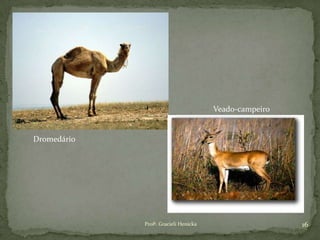 Profª. Gracieli Henicka 16
Dromedário
Veado-campeiro
 