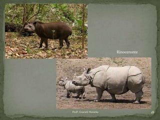 Profª. Gracieli Henicka 18
Anta
Rinoceronte
 