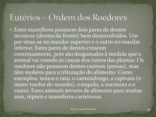  Estes mamíferos possuem dois pares de dentes
incisivos (dentes da frente) bem desenvolvidos. Um
par situa-se no maxilar superior e o outro no maxilar
inferior. Estes pares de dentes crescem
continuamente, pois são desgastados à medida que o
animal vai roendo as cascas dos ramos das plantas. Os
roedores não possuem dentes caninos (presas), mas
têm molares para a trituração do alimento. Como
exemplos, temos o rato, o camundongo, a capivara (o
maior roedor do mundo), o esquilo, a marmota e o
castor. Estes animais servem de alimento para muitas
aves, répteis e mamíferos carnívoros.
19Profª. Gracieli Henicka
 