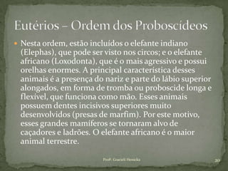  Nesta ordem, estão incluídos o elefante indiano
(Elephas), que pode ser visto nos circos; e o elefante
africano (Loxodonta), que é o mais agressivo e possui
orelhas enormes. A principal característica desses
animais é a presença do nariz e parte do lábio superior
alongados, em forma de tromba ou proboscide longa e
flexível, que funciona como mão. Esses animais
possuem dentes incisivos superiores muito
desenvolvidos (presas de marfim). Por este motivo,
esses grandes mamíferos se tornaram alvo de
caçadores e ladrões. O elefante africano é o maior
animal terrestre.
20Profª. Gracieli Henicka
 