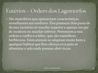  São mamíferos que apresentam características
semelhantes aos roedores. Eles possuem dois pares de
dentes incisivos no maxilar superior e apenas um par
de incisivos no maxilar inferior. Pertencem a esta
ordem o coelho e a lebre, que são mamíferos
herbívoros. Estes animais se adaptam muito bem a
qualquer habitat que lhes ofereça erva para se
alimentar e solo onde possam abrir tocas.
21Profª. Gracieli Henicka
 