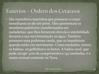  São mamíferos marinhos que possuem o corpo
semelhante ao de um peixe. Eles apresentam os
membros anteriores transformados em
nadadeiras, que lhes fornecem direção e estabilidade
durante a sua movimentação na água. Também
possuem uma poderosa cauda, que os impulsiona
quando estão em movimento. Como exemplos, temos
as baleias, os golfinhos e os botos. A baleia-azul, que
pode atingir 30m de comprimento e 135 toneladas, é o
maior animal existente na Terra.
23Profª. Gracieli Henicka
 