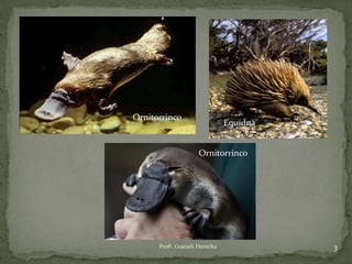 Profª. Gracieli Henicka 3
Ornitorrinco
Equidna
Ornitorrinco
 
