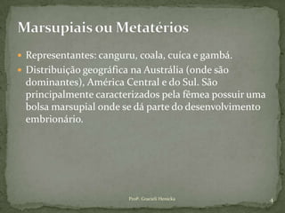  Representantes: canguru, coala, cuíca e gambá.
 Distribuição geográfica na Austrália (onde são
dominantes), América Central e do Sul. São
principalmente caracterizados pela fêmea possuir uma
bolsa marsupial onde se dá parte do desenvolvimento
embrionário.
4Profª. Gracieli Henicka
 