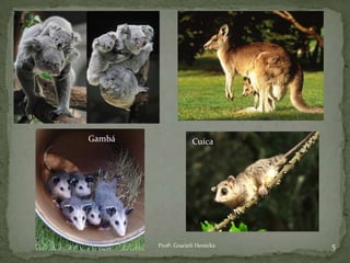 Profª. Gracieli Henicka 5
CuícaGambá
 