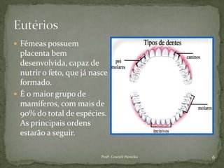 Profª. Gracieli Henicka 6
 Fêmeas possuem
placenta bem
desenvolvida, capaz de
nutrir o feto, que já nasce
formado.
 É o maior grupo de
mamíferos, com mais de
90% do total de espécies.
As principais ordens
estarão a seguir.
 