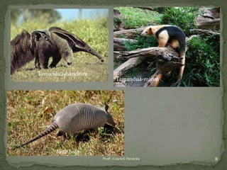 8Profª. Gracieli Henicka
Tamanduá-bandeira
Tamanduá-mirim
Tatu-bola
 