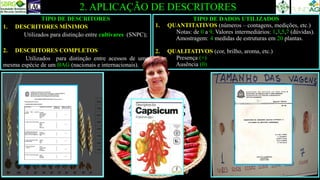 TIPO DE DESCRITORES
1. DESCRITORES MÍNIMOS
Utilizados para distinção entre cultivares (SNPC);
2. DESCRITORES COMPLETOS
Utilizados para distinção entre acessos de uma
mesma espécie de um BAG (nacionais e internacionais).
2. APLICAÇÃO DE DESCRITORES
TIPO DE DADOS UTILIZADOS
1. QUANTITATIVOS (números – contagens, medições, etc.)
Notas: de 0 a 9. Valores intermediários: 1,3,5,7 (dúvidas).
Amostragem: 4 medidas de estruturas em 20 plantas.
2. QUALITATIVOS (cor, brilho, aroma, etc.)
Presença (+)
Ausência (0)
ARLETE MARQUES
TAVARES DE MELO
 