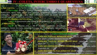 JOSÉ CARLOS FELTRAN
IV - COLETA, INTERCÂMBIO E QUARENTENA
ATIVIDADES DE COLETA
1. PRÉ COLETA
Planejamento técnico e logístico (legislação, trajetos, reserva de transporte
[embarcação, mulas, avião, etc.] e hotel, materiais, equipamentos, equipe). Consulta à
publicações, herbários, etc., para obter informações sobre os locais de coleta
(latitude/longitude), ambiente de ocorrência.
2. COLETA PROPRIAMENTE DITA
Execução do planejamento com a coleta do germoplasma e de suas exsicatas.
3. PÓS COLETA
Preparo do material para o BB e Herbário: introdução, identificação,
quarentena, manejo de mudas, sementes, exsicatas, etc., documentação, informatização,
conservação, e relatório final.
O QUE COLETAR NO BRASIL?
1. ESPÉCIES NATIVAS DOMESTICADAS: abacaxi, amendoim-forrageiro,
caju, goiaba, guaraná, mandioca, urucum, etc.
2. ESPÉCIES NATIVAS SEMIDOMESTICADAS: camu-camu, cupuaçú,
feijoa, etc.
3. ESPÉCIES EXÓTICAS COM DIVERSIDADE LOCAL: melancia, melão,
feijão-fava, etc.
4. ESPÉCIES NATIVAS NÃO DOMESTICADAS: aromáticas, condimentares
e medicinais, frutíferas (especialmente Myrtaceae), forrageiras, ornamentais.
 