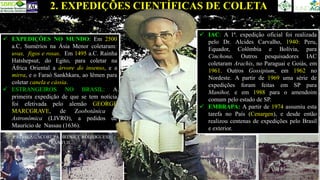 ✓ EXPEDIÇÕES NO MUNDO: Em 2500
a.C, Sumérios na Ásia Menor coletaram:
uvas, figos e rosas. Em 1495 a.C. Rainha
Hatshepsut, do Egito, para coletar na
África Oriental a árvore do insenso, e a
mirra, e o Faraó Sankhkara, ao Iêmen para
coletar canela e cássia.
✓ ESTRANGEIROS NO BRASIL: A
primeira expedição de que se tem notícia
foi efetivada pelo alemão GEORGE
MARCGRAVE, de Zoobotânica e
Astronômica (LIVRO), a pedidos de
Maurício de Nassau (1636).
2. EXPEDIÇÕES CIENTÍFICAS DE COLETA
LADISLAU SCORUPA , IRENICE RODRIGUES,
WANTUIL.
ALCIDES
CARVALHO
✓ IAC: A 1ª. expedição oficial foi realizada
pelo Dr. Alcides Carvalho, 1940: Peru,
Equador, Colômbia e Bolívia, para
Cinchona. Outros pesquisadores IAC
coletaram Arachis, no Paraguai e Goiás, em
1961. Outros Gossipium, em 1962 no
Nordeste. A partir de 1969 uma série de
expedições foram feitas em SP para
Manihot, e em 1988 para o amendoim
comum pelo estado de SP.
✓ EMBRAPA: A partir de 1974 assumiu esta
tarefa no País (Cenargen), e desde então
realizou centenas de expedições pelo Brasil
e exterior.
 