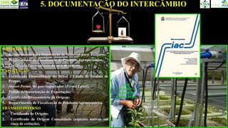 CRISTINA
DUDIENAS
5. DOCUMENTAÇÃO DO INTERCÂMBIO
JOSÉ
ALBERTO
CARAM DE
SOUZA DIAS
IMPORTAÇÃO
1. Requerimento para Importação de Material para Pesquisa;
2. Requerimento de Fiscalização de Produtos Agropecuários;
3. Certificado Fitossanitário do país de origem.
EXPORTAÇÃO
1. Certificado Fitossanitário do Brasil e Laudo de Isenção de
Pragas;
2. Import Permit, do país importador (Permit Label);
3. Pedido de Autorização de Exportação;
4. Certificado Fitossanitário de Origem;
5. Requerimento de Fiscalização de Produtos Agropecuários.
TRÂNSITO INTERNO
1. Certificado de Origem;
2. Certificado de Origem Consolidado (espécies nativas em
risco de extinção).
 