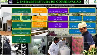 2. INFRAESTRUTURA DE CONSERVAÇÃO
2.
IN VITRO
3.
CRIOCONSERVAÇÃO
4.
IN VIVO
4.1
PESQUISA
4.C TELADO
4.2
ON FARM
4.D RIPADO
4.B
C.V.
1.
REFRIGERAÇÃO
1.1
B. BASE
1.2
B. ATIVO
1.3
COLEÇÃO
TRABALHO
4.A
CAMPO
1.4
COLEÇÃO NÚCLEO
2.1 (20/25)
TROPICAIS
2.2 (10/15)
TEMPERADAS
3.1 (-196)
LÍQUIDO
3.2 (-150)
VAPOR
ATIVIDADE: Manutenção ex situ dos RFG fora do seu habitat original.
CELSO
MORETTI
TEREZA
CRISTINA
JULIANO
PÁDUA
JÚLIO CÉSAR MISTRO
1.5
COLEÇÃO
GENÔMICA
 