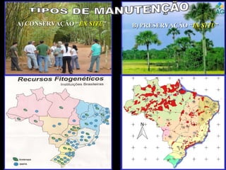 B) PRESERVAÇÃO “B) PRESERVAÇÃO “IN SITUIN SITU””A) CONSERVAÇÃO “A) CONSERVAÇÃO “EX SITUEX SITU””
 