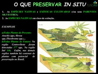 O QUEO QUE PRESERVARPRESERVAR IN SITUIN SITU
1. As ESPÉCIES NATIVAS e EXÓTICAS CULTIVADAS e/ou seus PARENTES
SILVESTRES;
2. As ESPÉCIES NATIVAS em risco de extinção.
EXEMPLOS
a)Todas Plantas do Presente:
Arachis spp.; Hevea
spp.;Theobroma spp.;...
b)Todas Plantas do Futuro: Na
região Centro-Oeste foram
detectadas 177 spp.. Na região
Sul 146. Enfim, nas demais
regiões também há centenas de
plantas com potencial de
preservação no Brasil.
 