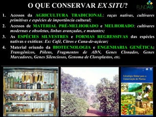 1.1. Acessos daAcessos da AGRICULTURA TRADICIONALAGRICULTURA TRADICIONAL:: raças nativas, cultivaresraças nativas, cultivares
primitivas e espécies de importância cultural;primitivas e espécies de importância cultural;
2.2. Acessos deAcessos de MATERIAL PRÉ-MELHORADOMATERIAL PRÉ-MELHORADO ee MELHORADOMELHORADO:: cultivarescultivares
modernas e obsoletas, linhas avançadas, e mutantes;modernas e obsoletas, linhas avançadas, e mutantes;
3.3. AsAs ESPÉCIES SILVESTRESESPÉCIES SILVESTRES ee FORMAS REGRESSIVASFORMAS REGRESSIVAS das espéciesdas espécies
nativas e exóticasnativas e exóticas:: Ex: Café, Citros e Cana-de-açúcar;Ex: Café, Citros e Cana-de-açúcar;
4.4. Material oriundo daMaterial oriundo da BIOTECNOLOGIABIOTECNOLOGIA ee ENGENHARIA GENÉTICAENGENHARIA GENÉTICA::
Transgênicos, Pólens, Fragmentos de ADN, Genes Clonados, GenesTransgênicos, Pólens, Fragmentos de ADN, Genes Clonados, Genes
Marcadores, Genes Silenciosos, Genoma de Cloroplastos, etc.Marcadores, Genes Silenciosos, Genoma de Cloroplastos, etc.
1.1. Acessos daAcessos da AGRICULTURA TRADICIONALAGRICULTURA TRADICIONAL:: raças nativas, cultivaresraças nativas, cultivares
primitivas e espécies de importância cultural;primitivas e espécies de importância cultural;
2.2. Acessos deAcessos de MATERIAL PRÉ-MELHORADOMATERIAL PRÉ-MELHORADO ee MELHORADOMELHORADO:: cultivarescultivares
modernas e obsoletas, linhas avançadas, e mutantes;modernas e obsoletas, linhas avançadas, e mutantes;
3.3. AsAs ESPÉCIES SILVESTRESESPÉCIES SILVESTRES ee FORMAS REGRESSIVASFORMAS REGRESSIVAS das espéciesdas espécies
nativas e exóticasnativas e exóticas:: Ex: Café, Citros e Cana-de-açúcar;Ex: Café, Citros e Cana-de-açúcar;
4.4. Material oriundo daMaterial oriundo da BIOTECNOLOGIABIOTECNOLOGIA ee ENGENHARIA GENÉTICAENGENHARIA GENÉTICA::
Transgênicos, Pólens, Fragmentos de ADN, Genes Clonados, GenesTransgênicos, Pólens, Fragmentos de ADN, Genes Clonados, Genes
Marcadores, Genes Silenciosos, Genoma de Cloroplastos, etc.Marcadores, Genes Silenciosos, Genoma de Cloroplastos, etc.
O QUE CONSERVARO QUE CONSERVAR EX SITUEX SITU??
 
