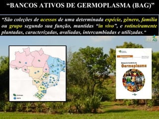 ““São coleções deSão coleções de acessosacessos de uma determinadade uma determinada espécieespécie,, gênerogênero,, famíliafamília
ouou grupogrupo segundo sua função, mantidas “segundo sua função, mantidas “in vivoin vivo”, e”, e rotineiramenterotineiramente
plantadas, caracterizadas, avaliadas, intercambiadas e utilizadasplantadas, caracterizadas, avaliadas, intercambiadas e utilizadas.”.”
““BANCOS ATIVOS DE GERMOPLASMA (BAG)”BANCOS ATIVOS DE GERMOPLASMA (BAG)”
 