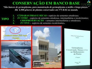 1. CÂMARAS FRIAS E SECAS - espécies de sementes ortodoxas;
2. IN VITRO - espécies de sementes ortodoxas, intermediárias e recalcitrantes;
3. CRIOPRESERVAÇÃO - sementes intermediárias e ortodoxas;
4. IN VIVO – espécies de sementes recalcitrantes.
CONSERVAÇÃO EM BANCO BASECONSERVAÇÃO EM BANCO BASE
Embrapa CENARGEN – DF,Embrapa CENARGEN – DF,
com cerda decom cerda de 960960 espéciesespécies
conservadas.conservadas.
Svalbard Global Seed VaultSvalbard Global Seed Vault
NoruegaNoruega
““São bancos de germoplasma, para manutenção de germoplasma a médio e longo prazos.”São bancos de germoplasma, para manutenção de germoplasma a médio e longo prazos.”
Há 6.900 gêneros de plantas conservados em 575 BAG no mundo.Há 6.900 gêneros de plantas conservados em 575 BAG no mundo.
TIPOTIPO
 