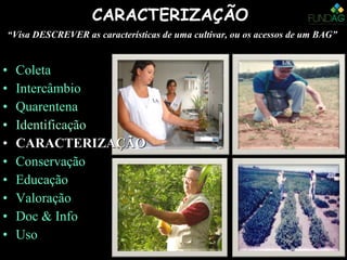 CARACTERIZAÇÃOCARACTERIZAÇÃO
““Visa DESCREVER as características de uma cultivar, ou os acessos de um BAG”Visa DESCREVER as características de uma cultivar, ou os acessos de um BAG”
• Coleta
• Intercâmbio
• Quarentena
• Identificação
• CARACTERIZAÇÃOCARACTERIZAÇÃO
• Conservação
• Educação
• Valoração
• Doc & Info
• Uso
 