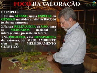 EXEMPLOS
1.Em um ACESSO, numa ESPÉCIE ou
GÊNERO mantidos ex situ no BAG, ou
in situ na natureza;
2.Na sua RELEVÂNCIA de USO, para
os MERCADOS nacional e
internacional, presente ou futura;
3.No PREJUÍZO, caso DESAPAREÇA
da natureza, ao MEIO AMBIENTE
e/ou ao MELHORAMENTO
GENÉTICO.
EXEMPLOS
1.Em um ACESSO, numa ESPÉCIE ou
GÊNERO mantidos ex situ no BAG, ou
in situ na natureza;
2.Na sua RELEVÂNCIA de USO, para
os MERCADOS nacional e
internacional, presente ou futura;
3.No PREJUÍZO, caso DESAPAREÇA
da natureza, ao MEIO AMBIENTE
e/ou ao MELHORAMENTO
GENÉTICO.
FOCO DA VALORAÇÃO
 