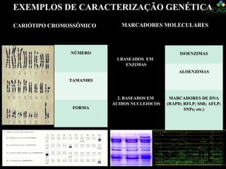 EXEMPLOS DE CARACTERIZAÇÃO GENÉTICA
MARCADORES MOLECULARESMARCADORES MOLECULARES
1.1.BASEADOS EMBASEADOS EM
ENZIMASENZIMAS
ISOENZIMASISOENZIMAS
ALOENZIMASALOENZIMAS
2. BASEADOS EM2. BASEADOS EM
ÁCIDOS NUCLEIOCOSÁCIDOS NUCLEIOCOS
MARCADORES DE DNAMARCADORES DE DNA
(RAPD; RFLP; SSR; AFLP;(RAPD; RFLP; SSR; AFLP;
SNPs; etc.)SNPs; etc.)
CARIÓTIPO CROMOSSÔMICOCARIÓTIPO CROMOSSÔMICO
NÚMERONÚMERO
TAMANHOTAMANHO
FORMAFORMA
 