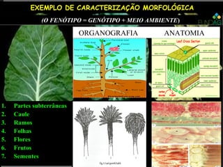 EXEMPLO DE CARACTERIZAÇÃO MORFOLÓGICAEXEMPLO DE CARACTERIZAÇÃO MORFOLÓGICA
1.1. Partes subterrâneasPartes subterrâneas
2.2. CauleCaule
3.3. RamosRamos
4.4. FolhasFolhas
5.5. FloresFlores
6.6. FrutosFrutos
7.7. SementesSementes
1.1. Partes subterrâneasPartes subterrâneas
2.2. CauleCaule
3.3. RamosRamos
4.4. FolhasFolhas
5.5. FloresFlores
6.6. FrutosFrutos
7.7. SementesSementes
(O FENÓTIPO = GENÓTIPO + MEIO AMBIENTE(O FENÓTIPO = GENÓTIPO + MEIO AMBIENTE))(O FENÓTIPO = GENÓTIPO + MEIO AMBIENTE(O FENÓTIPO = GENÓTIPO + MEIO AMBIENTE))
ORGANOGRAFIA ANATOMIA
 