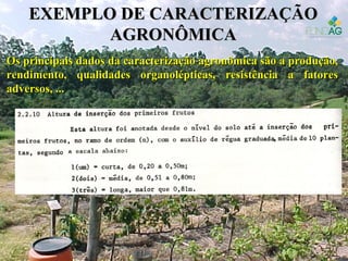 EXEMPLO DE CARACTERIZAÇÃOEXEMPLO DE CARACTERIZAÇÃO
AGRONÔMICAAGRONÔMICA
Os principais dados da caracterização agronômica são a produção,Os principais dados da caracterização agronômica são a produção,
rendimento, qualidades organolépticas, resistência a fatoresrendimento, qualidades organolépticas, resistência a fatores
adversos, ...adversos, ...
 
