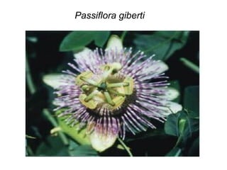 Passiflora giberti
 