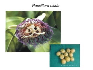Passiflora nitida
 
