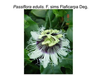 Passiflora edulis. F. sims Flaficarpa Deg.
 