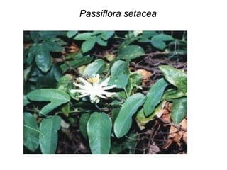 Passiflora setacea
 