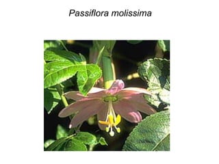Passiflora molissima
 
