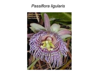 Passiflora ligularis
 