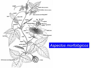 Aspectos morfológicos
 