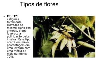 Tipos de flores
• Flor TC:
estigmas
totalmente
curvados no
mesmo plano das
anteras, o que
favorece a
polinização pelos
insetos. Esse tipo
ocorre em maior
porcentagem em
uma lavoura com
uma média de
mais ou menos
70%.
 