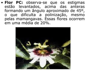 • Flor PC: observa-se que os estigmas
estão levantados, acima das anteras
formando um ângulo aproximado de 45º,
o que dificulta a polinização, mesmo
pelas mamangavas. Essas flores ocorrem
em uma média de 20%.
•
 