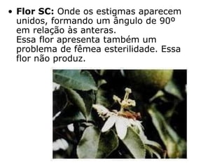 • Flor SC: Onde os estigmas aparecem
unidos, formando um ângulo de 90º
em relação às anteras.
Essa flor apresenta também um
problema de fêmea esterilidade. Essa
flor não produz.
 