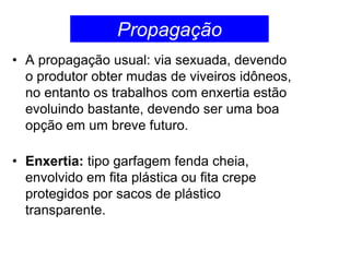 • A propagação usual: via sexuada, devendo
o produtor obter mudas de viveiros idôneos,
no entanto os trabalhos com enxertia estão
evoluindo bastante, devendo ser uma boa
opção em um breve futuro.
• Enxertia: tipo garfagem fenda cheia,
envolvido em fita plástica ou fita crepe
protegidos por sacos de plástico
transparente.
Propagação
 